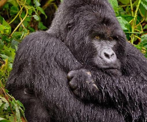Caption Congo's Virunga National Park / Emily Scott Pottruck / Humba is the dominant silverback of one of the park's gorilla families.