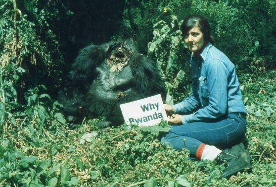 Photo Ian Redmond | by LastOfTheGreatApes Dian Fossey with Digit's body, Jan 1978.