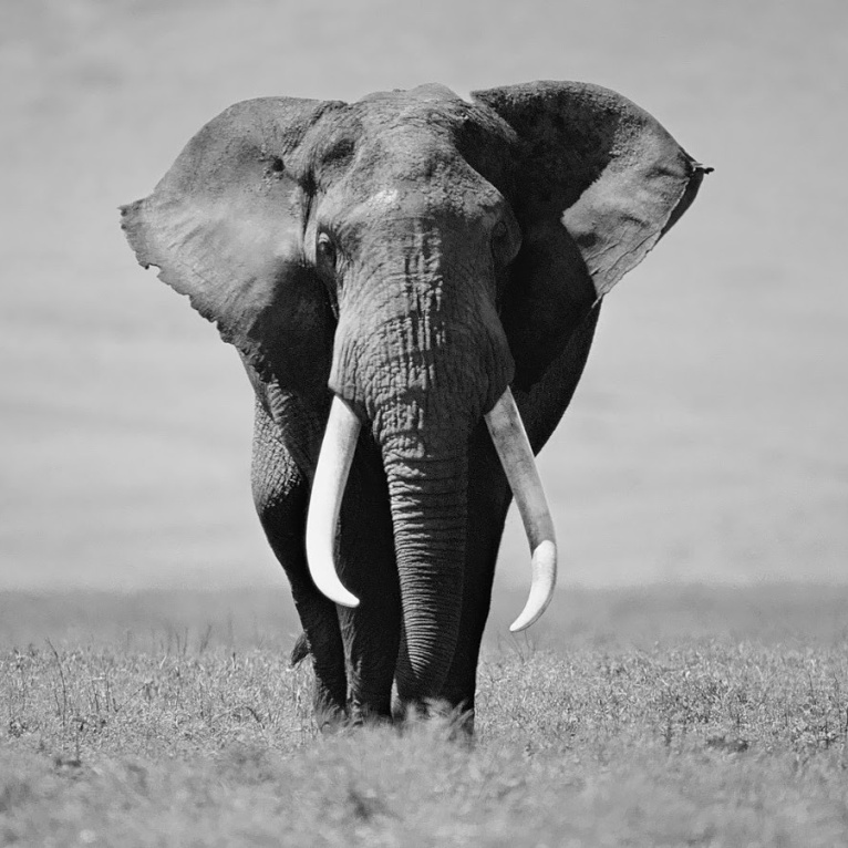 black-and-white-elephant-wallpaper-hd-animal-background-photo